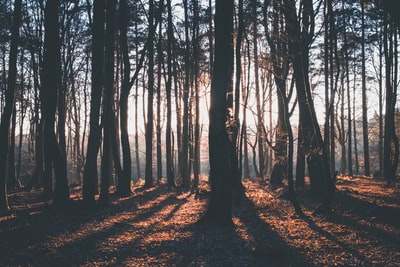 Trees silhouette photography
